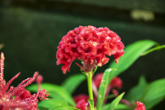 雞冠花