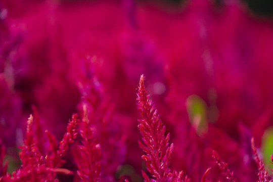 雞冠花