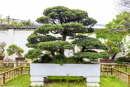 蘇州留園盆景園