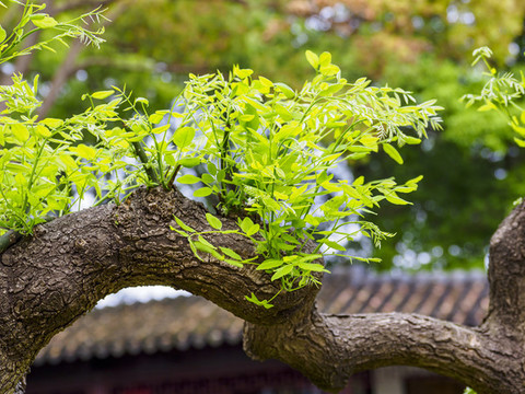 蘇州北塔報恩寺