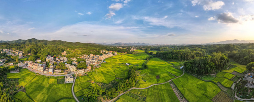 瓊新村田野