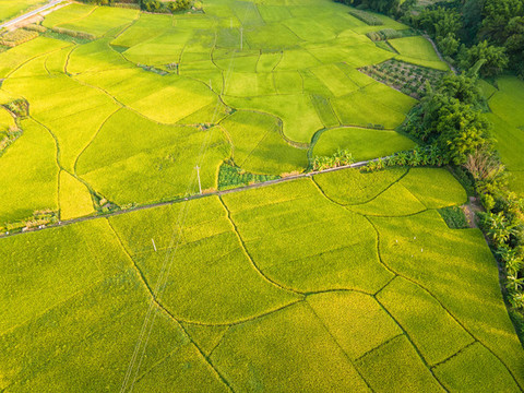 瓊新村田野