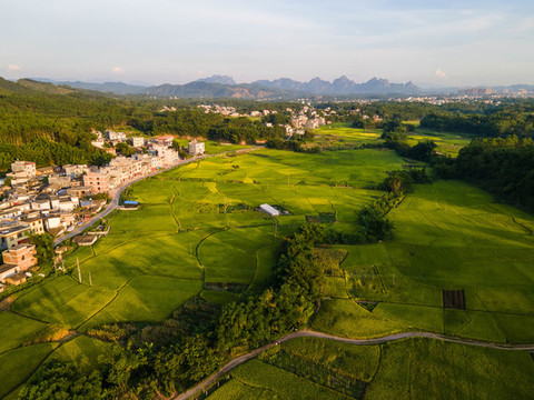 瓊新村田野