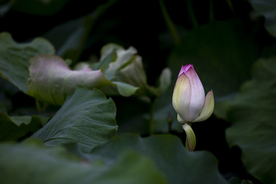 荷花