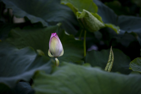 荷花