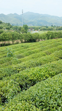 茶園