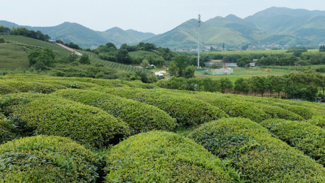 茶園