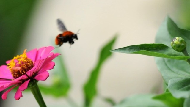 百日菊