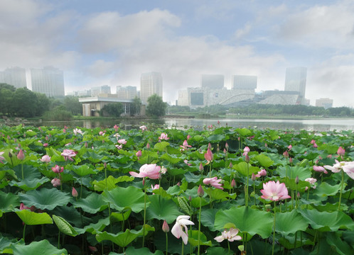 南京風(fēng)光蓮花湖