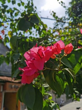 勒杜鵑