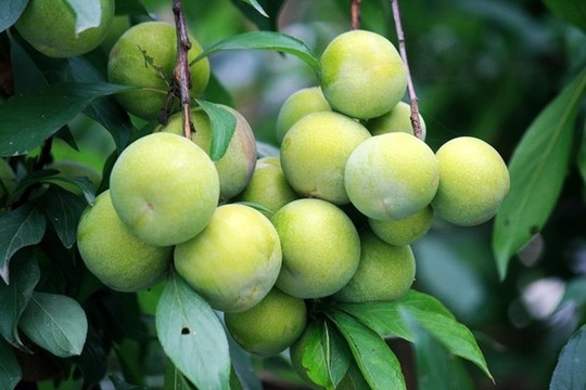 李子