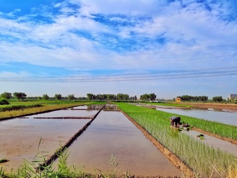田園風(fēng)光