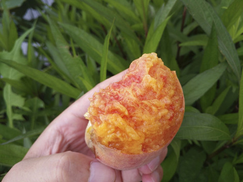 熟透黃桃