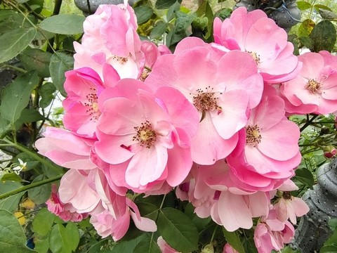 薔薇花特寫