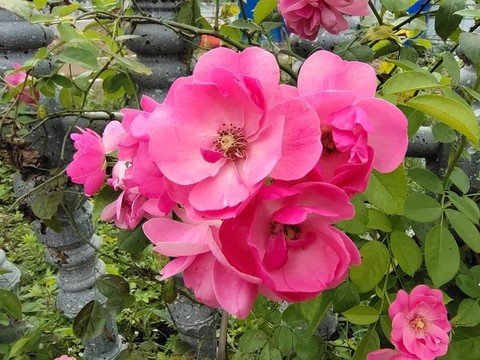 薔薇