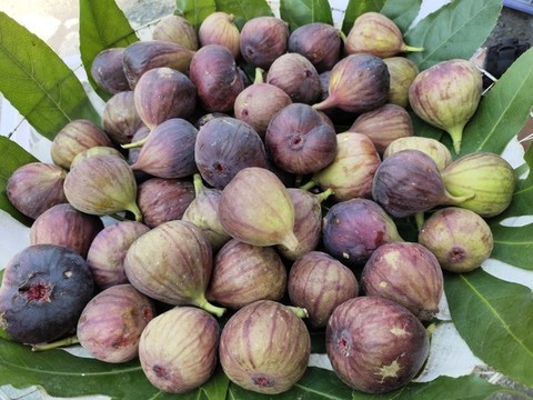 無(wú)花果特寫