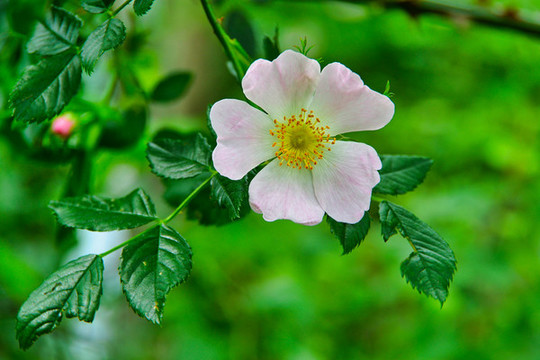 美薔薇