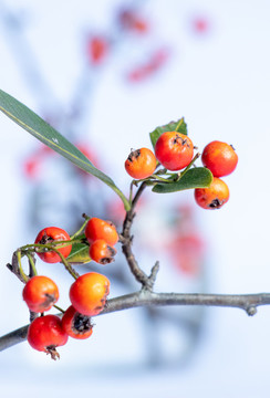 火棘紅果沙刺