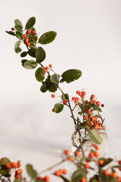 火棘紅果沙刺