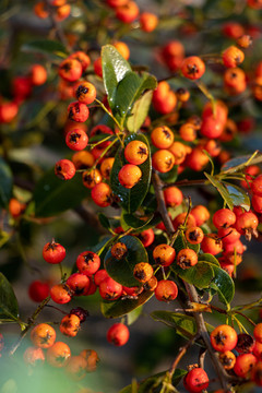 火棘紅果沙刺