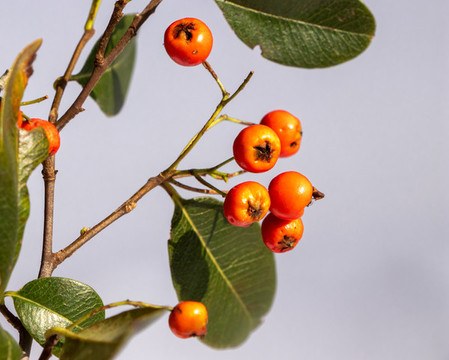 火棘紅果沙刺