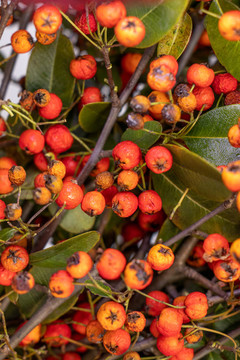 火棘紅果沙刺