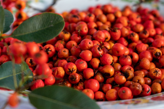火棘紅果沙刺