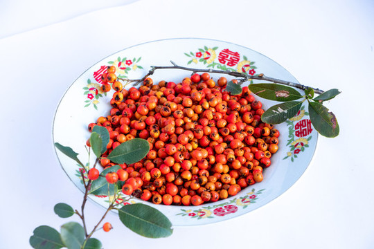 火棘紅果沙刺