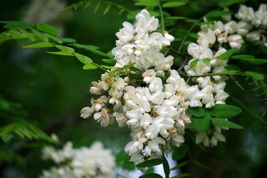 洋槐花