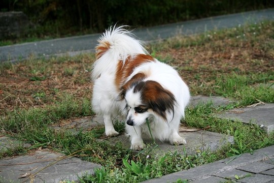 蝴蝶犬