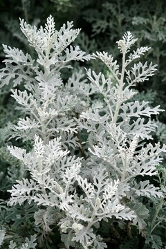 銀葉菊