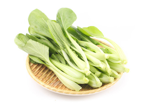 雞毛菜