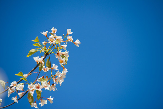 洞桐花