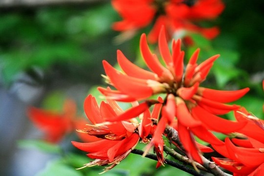 刺桐花