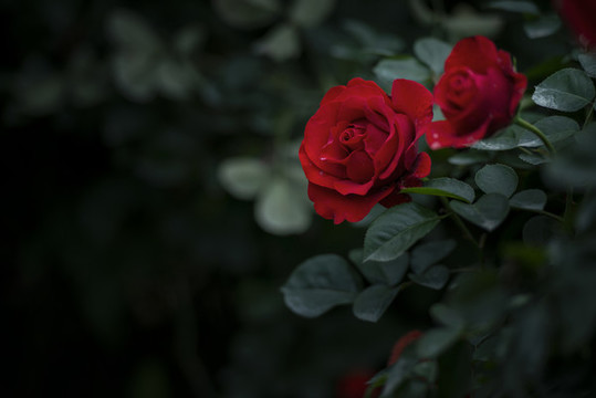 月季花