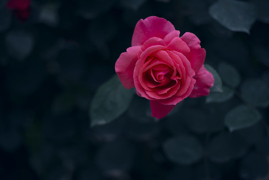 月季