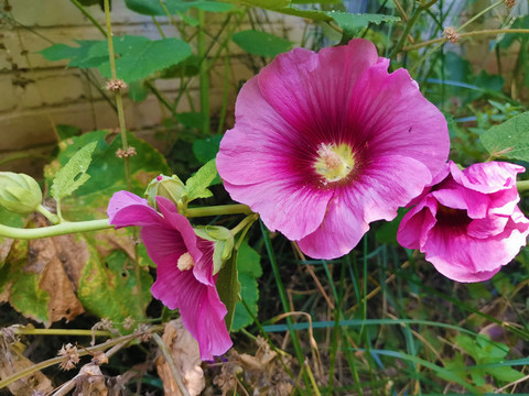 蜀葵