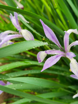 馬蓮花