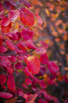 秋天紅葉