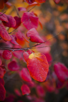 秋天紅葉