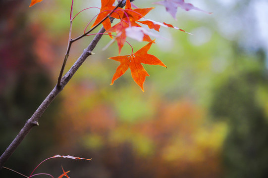 秋天紅葉