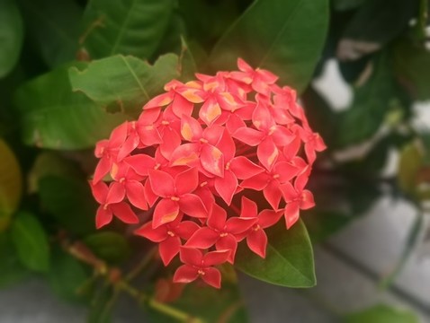 紅花