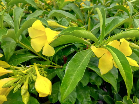黃花