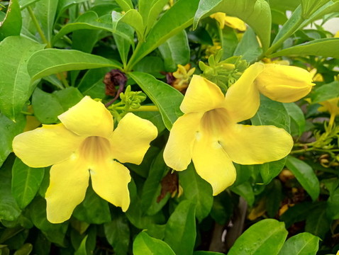 黃花