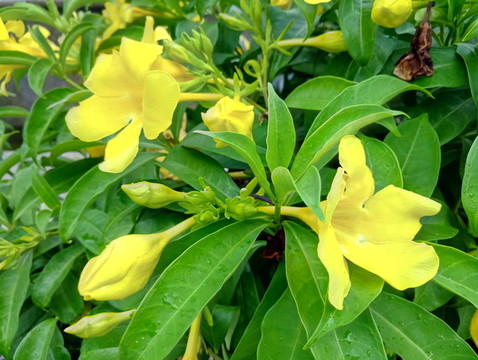 黃花