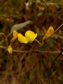 扁豆黃花