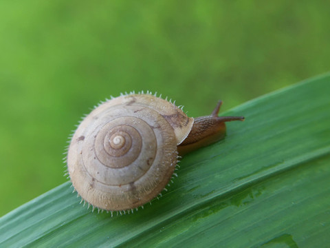 蝸牛