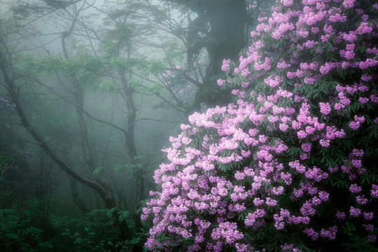 杜鵑花