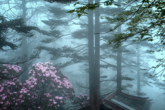 峨眉山杜鵑花