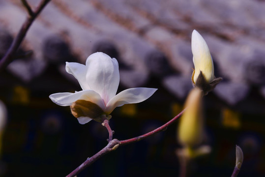 玉蘭花